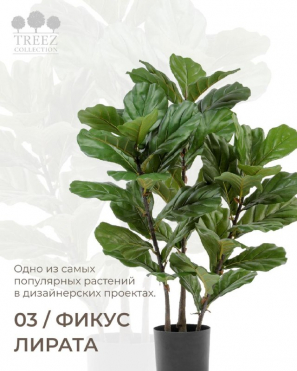 Фикус Лирата куст на стволах искусственный
