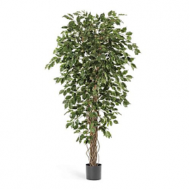 Фикус искусственный TREEZ Collection Бенджамина Лиана 210h